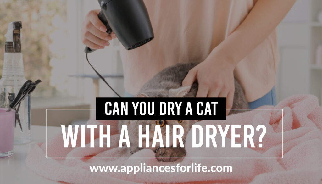 Can you dry a cat with a hair dryer?